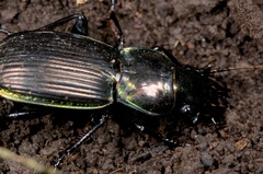 Megadromus antarcticus