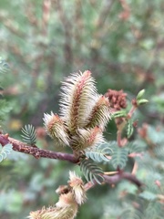 Mimosa australis