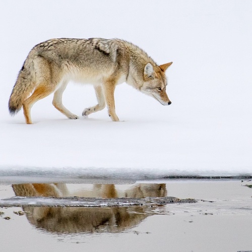 Coyote photographed in Montana