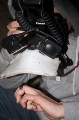 Megadromus antarcticus