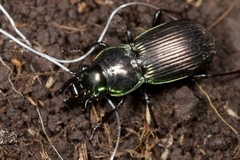 Megadromus antarcticus