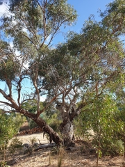 Eucalyptus microcarpa