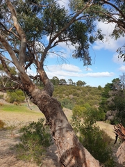 Eucalyptus microcarpa