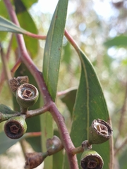 Eucalyptus microcarpa