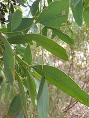 Eucalyptus microcarpa