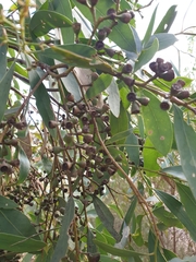 Eucalyptus microcarpa