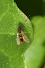 Cricotopus bicinctus