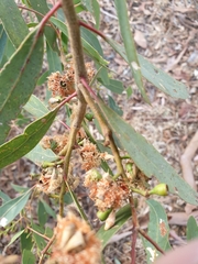 Eucalyptus microcarpa