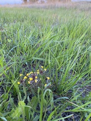 Triphysaria eriantha