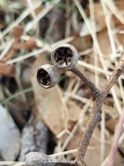 Eucalyptus microcarpa