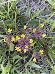 Triphysaria eriantha