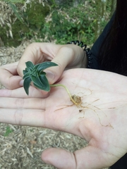 Gentiana bambuseti