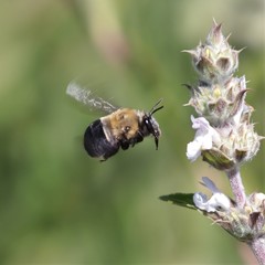 Habropoda tristissima