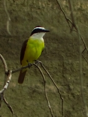 Pitangus sulphuratus