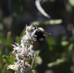 Habropoda tristissima