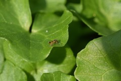 Cricotopus bicinctus