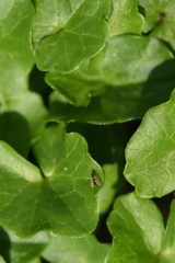 Cricotopus bicinctus