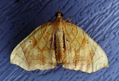 Eulithis gracilineata