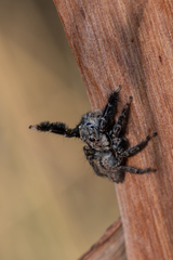 Jotus karllagerfeldi