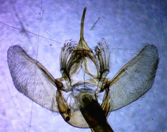 Eulithis gracilineata