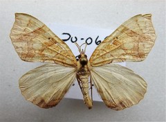 Eulithis gracilineata