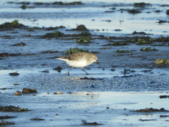 Calidris fuscicollis