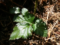 Rubus henriquesii