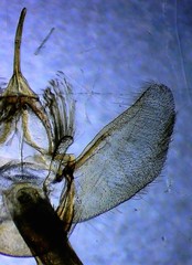 Eulithis gracilineata