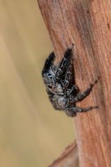 Jotus karllagerfeldi