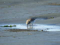 Calidris fuscicollis
