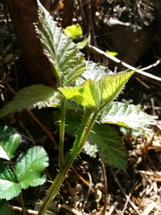 Rubus henriquesii