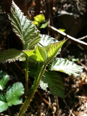 Rubus henriquesii