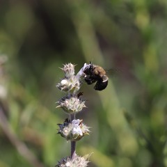 Habropoda tristissima