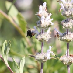 Habropoda tristissima