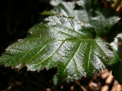 Rubus henriquesii