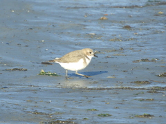 Charadrius falklandicus
