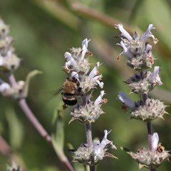 Habropoda tristissima
