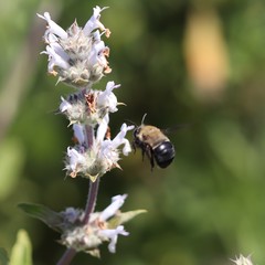 Habropoda tristissima