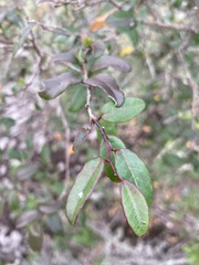 Sebastiania commersoniana