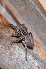 Jotus karllagerfeldi