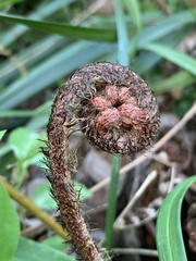 Dryopteris erythrosora