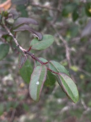 Sebastiania commersoniana