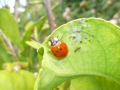 Harmonia axyridis