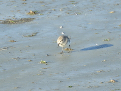 Calidris fuscicollis