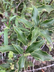 Maytenus ilicifolia