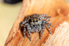 Jotus karllagerfeldi