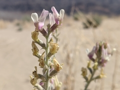 Astragalus lentiginosus micans