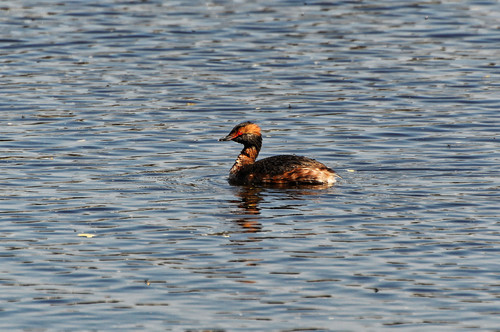 Zampullín cuellirrojo (Podiceps auritus)