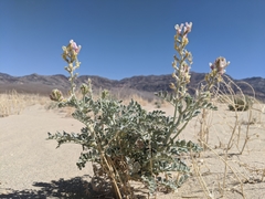 Astragalus lentiginosus micans