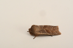 Eupsilia devia